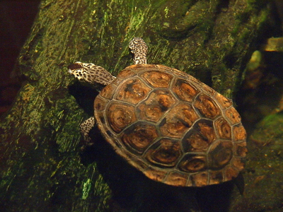 [This turtle has a brown shell with darker brown outlining each section of the shell. It's legs and head are white with black spots.]